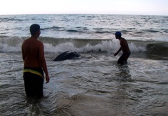 Dermochelys coriacea