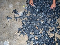 Dermochelys coriacea