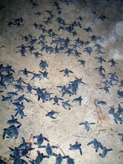 Dermochelys coriacea