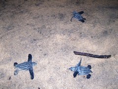 Dermochelys coriacea