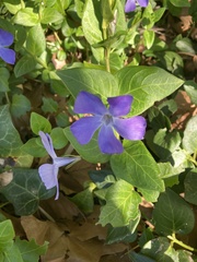Vinca major