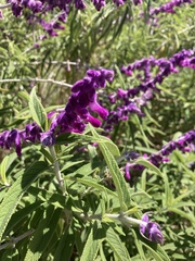 Salvia