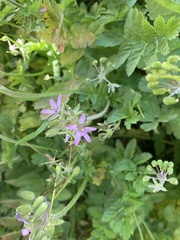 Erodium moschatum