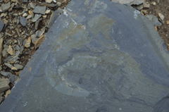 Anomalocaris canadensis