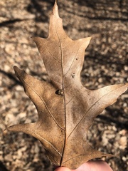 Macrodiplosis majalis