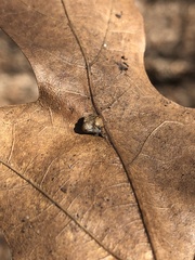 Macrodiplosis majalis