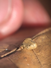 Macrodiplosis majalis