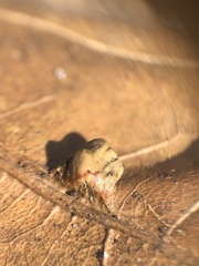 Macrodiplosis majalis