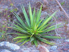 Agave angustiarum