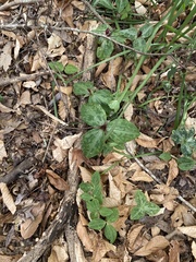 Trillium ludovicianum