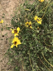 Encelia asperifolia