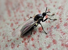 Scatopse notata