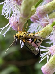Sphecosoma