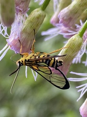 Sphecosoma