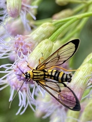 Sphecosoma