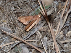 Phlogophora wollastoni