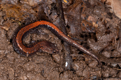 Plethodon cinereus