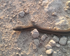 Tropidoclonion lineatum