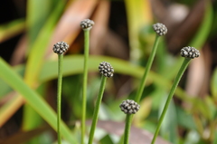 Paepalanthus costaricensis
