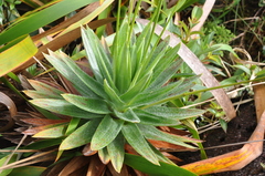 Paepalanthus costaricensis