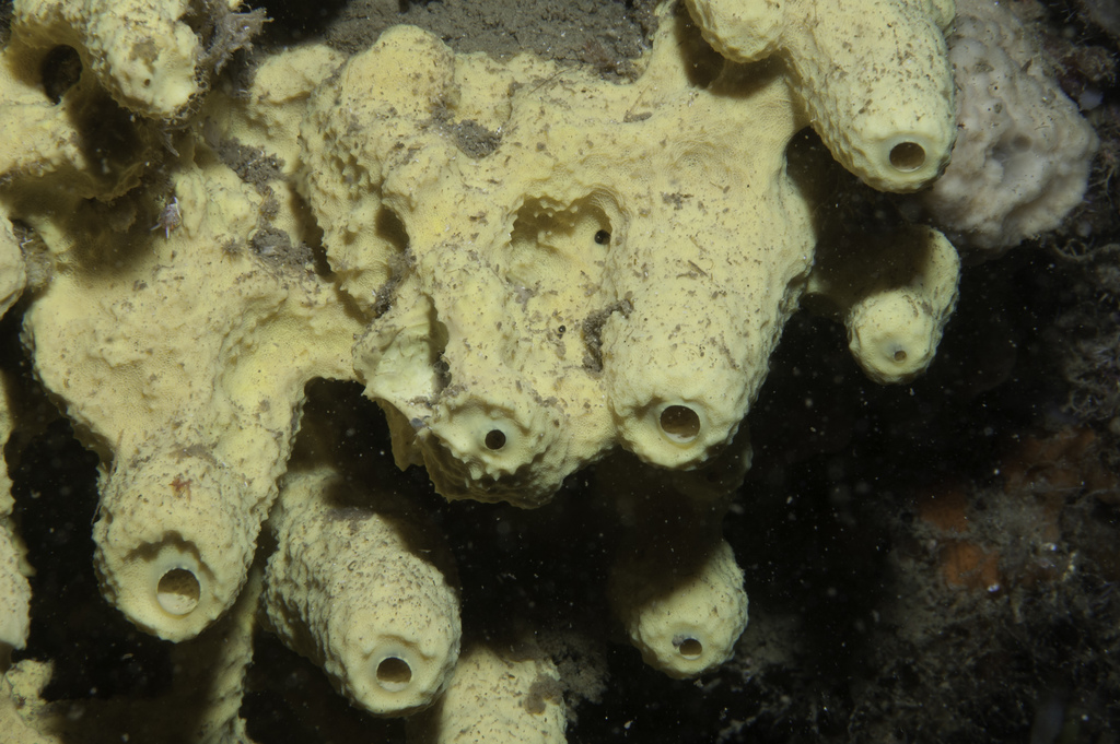 yellow cave-sponge