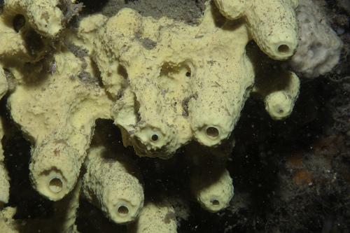 yellow cave-sponge