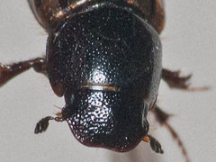 Chilothorax distinctus