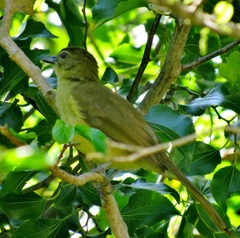 Chlorocichla flaviventris