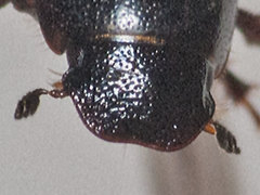 Chilothorax distinctus