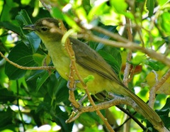 Chlorocichla flaviventris