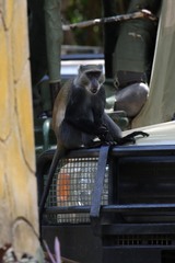 Cercopithecus mitis monoides