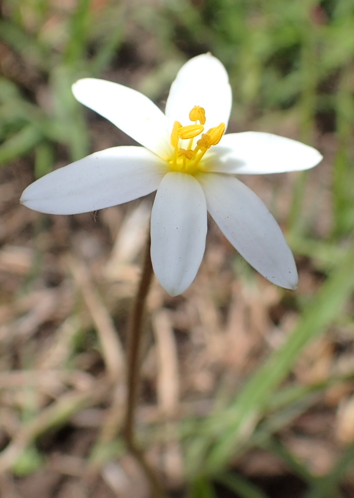 Mini White Stargrass