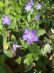 Vinca major