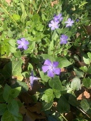 Vinca major