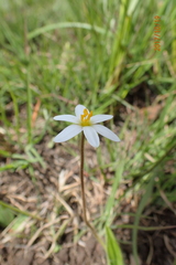 Hypoxis parvula