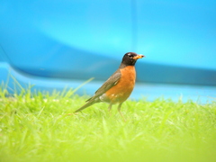 Turdus migratorius
