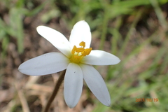 Hypoxis parvula
