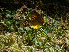 Lycaena phlaeas phlaeoides