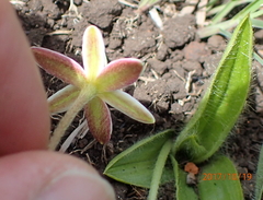 Hypoxis parvula