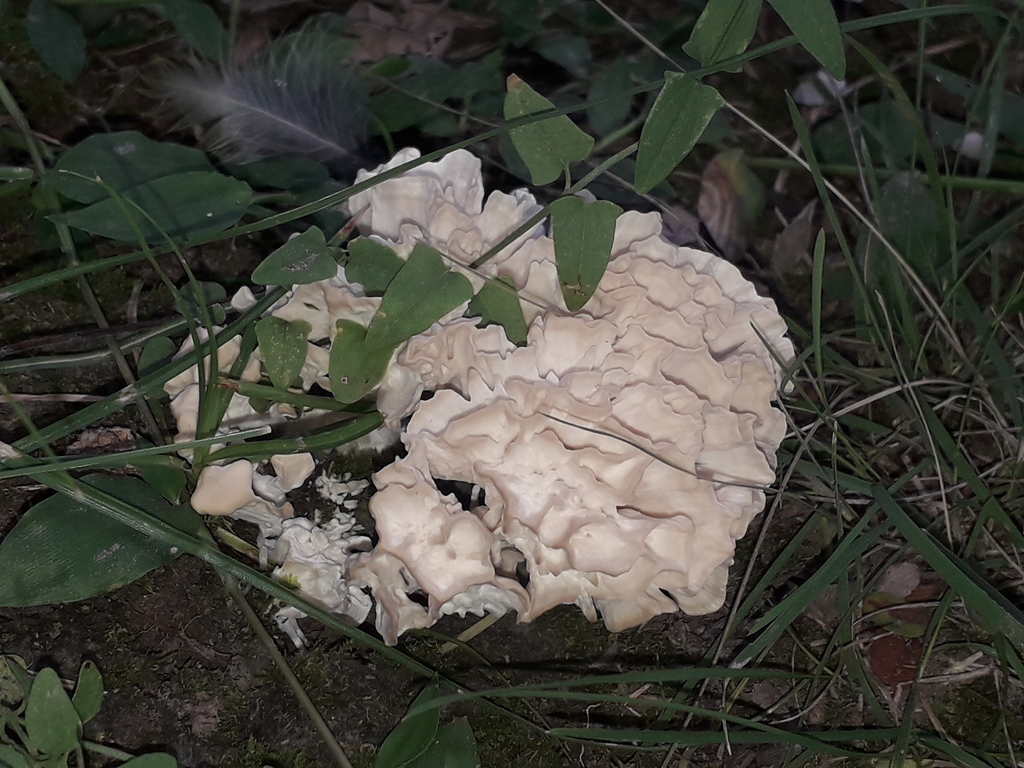 Irpex rosettiformis · March 2021 · photo: © elbeltrocco (iNaturalist, cc-by)