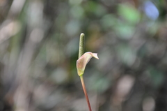 Anthurium tonduzii