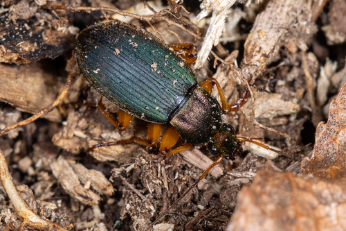Summer Harp Ground Beetle photo 5