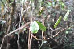 Anthurium tonduzii