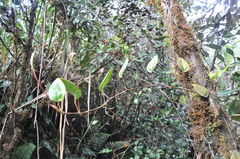 Anthurium tonduzii