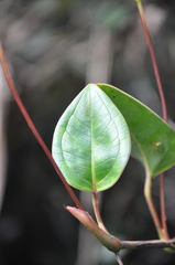 Anthurium tonduzii