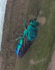 Chrysis smaragdula