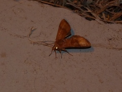 Phlogophora wollastoni
