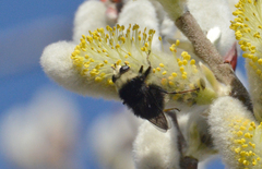 Criorhina aurea