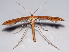 Stenoptilia pterodactyla