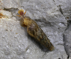 Taheitia jodiae
